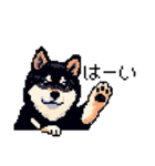 日常 ドット絵 柴犬 黒柴 40種 しばいぬ（個別スタンプ：4）