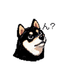 日常 ドット絵 柴犬 黒柴 40種 しばいぬ（個別スタンプ：5）