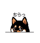 日常 ドット絵 柴犬 黒柴 40種 しばいぬ（個別スタンプ：8）