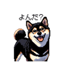 日常 ドット絵 柴犬 黒柴 40種 しばいぬ（個別スタンプ：9）