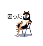 日常 ドット絵 柴犬 黒柴 40種 しばいぬ（個別スタンプ：10）