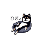 日常 ドット絵 柴犬 黒柴 40種 しばいぬ（個別スタンプ：12）