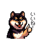 日常 ドット絵 柴犬 黒柴 40種 しばいぬ（個別スタンプ：14）