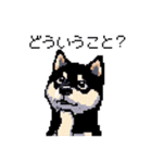 日常 ドット絵 柴犬 黒柴 40種 しばいぬ（個別スタンプ：17）