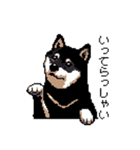 日常 ドット絵 柴犬 黒柴 40種 しばいぬ（個別スタンプ：18）