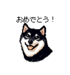 日常 ドット絵 柴犬 黒柴 40種 しばいぬ（個別スタンプ：19）