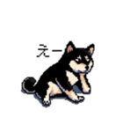 日常 ドット絵 柴犬 黒柴 40種 しばいぬ（個別スタンプ：20）