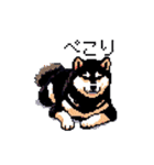 日常 ドット絵 柴犬 黒柴 40種 しばいぬ（個別スタンプ：24）