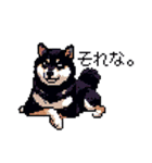 日常 ドット絵 柴犬 黒柴 40種 しばいぬ（個別スタンプ：25）