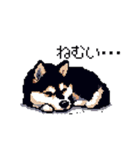 日常 ドット絵 柴犬 黒柴 40種 しばいぬ（個別スタンプ：27）