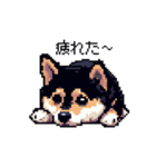 日常 ドット絵 柴犬 黒柴 40種 しばいぬ（個別スタンプ：28）