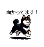 日常 ドット絵 柴犬 黒柴 40種 しばいぬ（個別スタンプ：29）