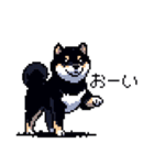 日常 ドット絵 柴犬 黒柴 40種 しばいぬ（個別スタンプ：31）