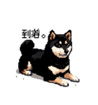 日常 ドット絵 柴犬 黒柴 40種 しばいぬ（個別スタンプ：33）