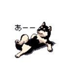 日常 ドット絵 柴犬 黒柴 40種 しばいぬ（個別スタンプ：35）