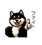 日常 ドット絵 柴犬 黒柴 40種 しばいぬ（個別スタンプ：36）