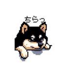 日常 ドット絵 柴犬 黒柴 40種 しばいぬ（個別スタンプ：38）