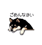 日常 ドット絵 柴犬 黒柴 40種 しばいぬ（個別スタンプ：39）