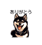 日常 ドット絵 柴犬 黒柴 40種 しばいぬ（個別スタンプ：40）