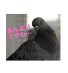 普段通りの鳩たち（個別スタンプ：12）