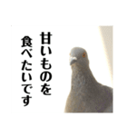 普段通りの鳩たち（個別スタンプ：13）