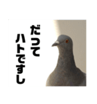 普段通りの鳩たち（個別スタンプ：14）