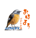 【野鳥24種】綺麗で可愛い野鳥スタンプ！（個別スタンプ：3）