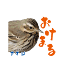 【野鳥24種】綺麗で可愛い野鳥スタンプ！（個別スタンプ：4）