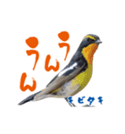 【野鳥24種】綺麗で可愛い野鳥スタンプ！（個別スタンプ：5）