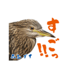 【野鳥24種】綺麗で可愛い野鳥スタンプ！（個別スタンプ：7）