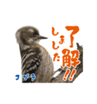 【野鳥24種】綺麗で可愛い野鳥スタンプ！（個別スタンプ：8）