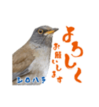 【野鳥24種】綺麗で可愛い野鳥スタンプ！（個別スタンプ：10）