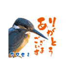 【野鳥24種】綺麗で可愛い野鳥スタンプ！（個別スタンプ：13）