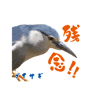 【野鳥24種】綺麗で可愛い野鳥スタンプ！（個別スタンプ：15）