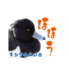 【野鳥24種】綺麗で可愛い野鳥スタンプ！（個別スタンプ：18）