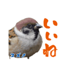 【野鳥24種】綺麗で可愛い野鳥スタンプ！（個別スタンプ：19）