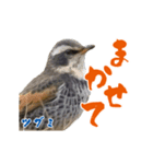 【野鳥24種】綺麗で可愛い野鳥スタンプ！（個別スタンプ：20）