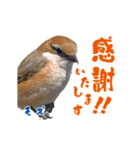 【野鳥24種】綺麗で可愛い野鳥スタンプ！（個別スタンプ：21）