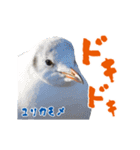 【野鳥24種】綺麗で可愛い野鳥スタンプ！（個別スタンプ：24）