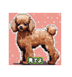 ドット絵プードル（個別スタンプ：34）