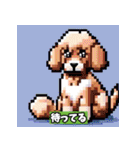 ドット絵プードル（個別スタンプ：39）