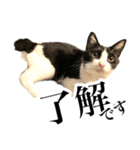 ハチワレ猫のほわ（個別スタンプ：1）