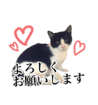 ハチワレ猫のほわ（個別スタンプ：2）