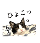 ハチワレ猫のほわ（個別スタンプ：3）