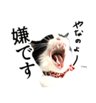 ハチワレ猫のほわ（個別スタンプ：5）