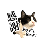 ハチワレ猫のほわ（個別スタンプ：6）