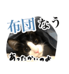 ハチワレ猫のほわ（個別スタンプ：7）