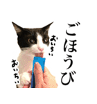 ハチワレ猫のほわ（個別スタンプ：8）