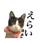 ハチワレ猫のほわ（個別スタンプ：10）