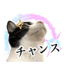 ハチワレ猫のほわ（個別スタンプ：12）